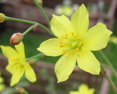 Bongardia chrysogonum 